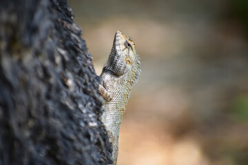 chameleon clinging to a tree showing half of it