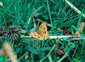 peacock pansy butterfly on grass
