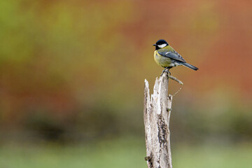 Fototapeta premium great tit Parus major