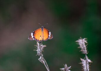 common orange butterfly on a cactus