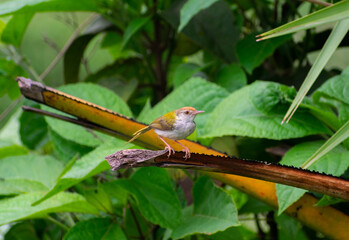 common tailorbird sitting on a branch