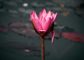 pink lotus flower on a lake 