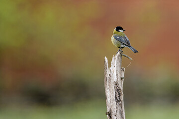  great tit Parus major
