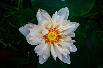 white Egyptian water lily blooming among green leaves