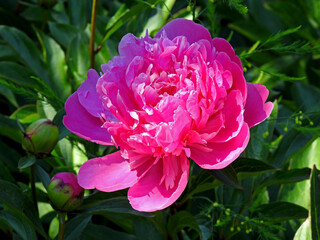 roslina o rozowych kwiatach o nazwie piwonia lekarska rosnaca przy drodze polnej w miejscowosci fasty na podlasiu w polsce
