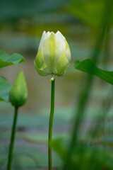 white Egyptian lily surrounded by green leaves