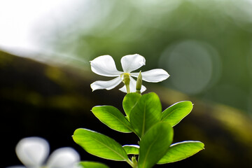 white jasmine flower on green background