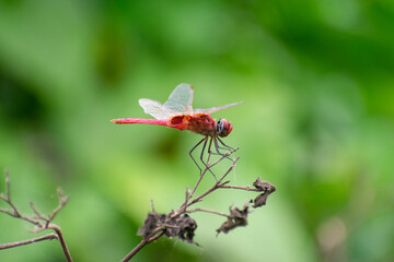 red dragonfly sitting  on a dry twig on a sunny day