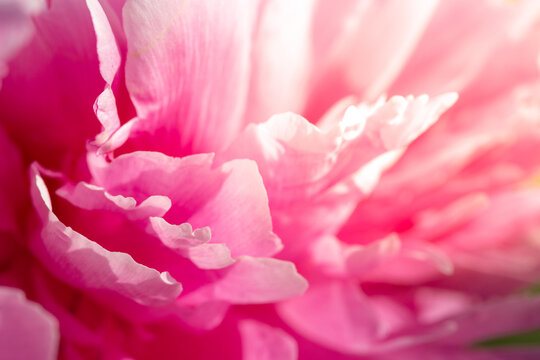 Peony petal background. Valentine s day, pink nature background. © Viktoria
