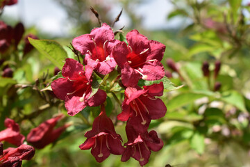 Obraz premium Weigelie in dunkelrosa, Gartenblume als Grußkarte, Hintergrund