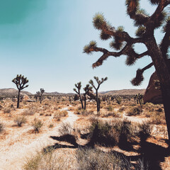 joshua tree trail in the desert