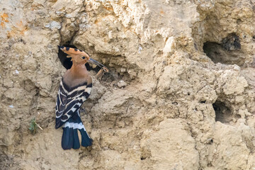 Hoopoe, Common Hoopoe (Upupa epops) Eurasian Hoopoe