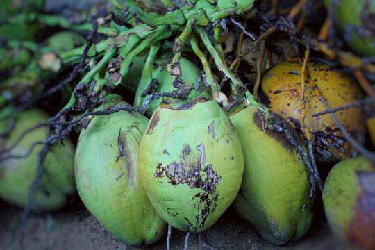 Fresh branch of plucked raw coconut in Kerala,India