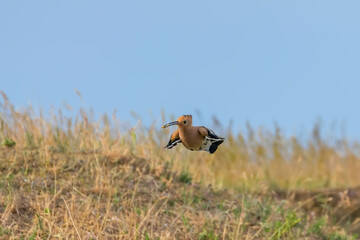 Hoopoe, Common Hoopoe In Flight (Upupa epops) Eurasian Hoopoe