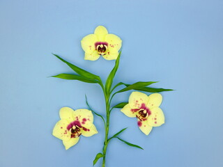 Obraz na płótnie Canvas Yellow orchid flowers on a blue background. Flower composition. Top view, copy space, flat lay.