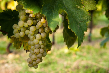 grappolo d'uva bianca