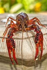 Frontal View of Live Louisiana Crawfish