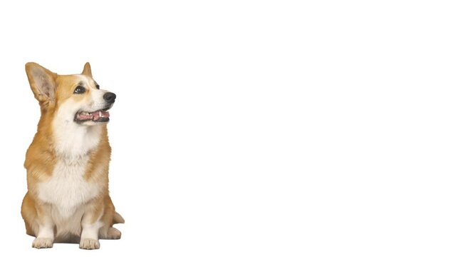 welsh corgi dog on white background