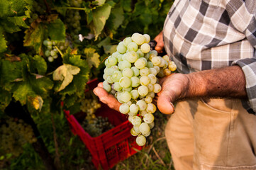 Mano di uomo che tiene un grappolo d'uva bianca, vendemmia