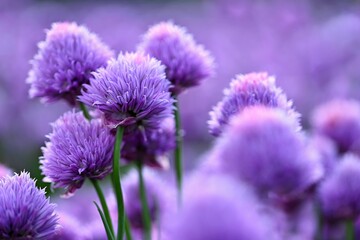 Beautiful flowering purple plant - chives. Natural colorful background in sunny and summer day.(Allium schoenoprasum) - Powered by Adobe