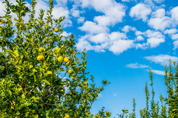 Lemons hanging from a lemon tree with blue sky and clouds at the background