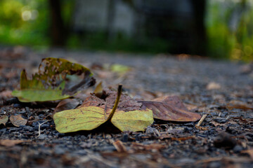 Picture of fallen leaves with blurred background in autumn at Acharya Jagadish Chandra Bose Indian Botanic Garden located at Shibpur, Howrah, West Bengal, India (Selective focus)