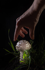 Human hand with amanita vittadinii mushroom