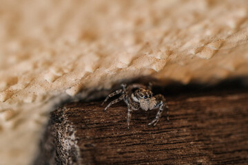 Wild brown spider close up macro eyes details,insect arachnid animals