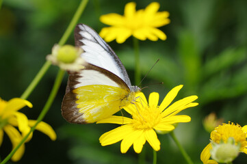 Pieridae , papillon