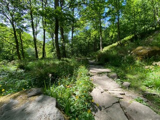 Rocky path leading through the forest in, Hardcastle Crags, Hebden Bridge, UK