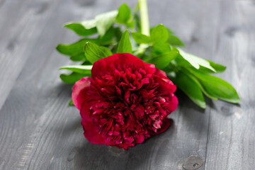 Red open  peon with green leaves on black wooden background 