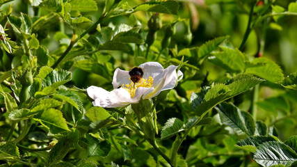 roslina o bialym kwiatostanie i nazwie roza dzika rosnaca przy drodze w miejscowosci fasty na podlasiu w polsce