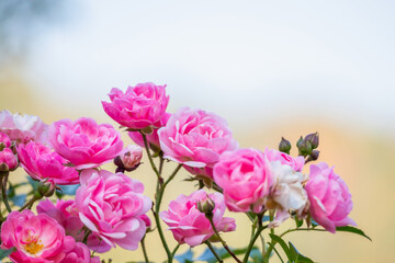 Beautiful pink roses flower in the garden