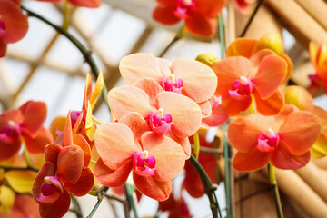 Beautiful Phalaenopsis Orchid flower blooming in garden floral background