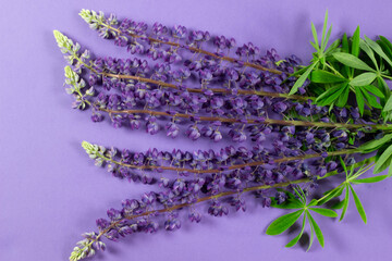 Purple lupine flowers with green leaves on violet background