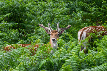 Photo of a beautiful, big and wild deer standing relax in the nature in a forest in Richmond Park, London