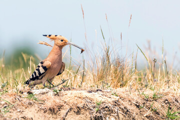 Hoopoe, Common Hoopoe (Upupa epops) Eurasian Hoopoe