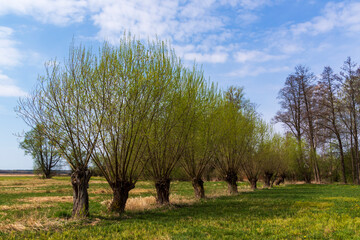 Wiosna w Dolinie Górnej Narwi, Podlasie, Polska © podlaski49