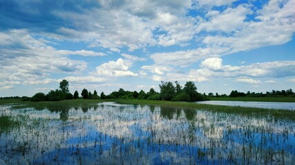 reflection of a wonderful blue sky with clouds in the water on a flooded green field in a beautiful panorama