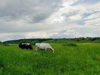 Fototapeta premium cows graze and eat green grass in a meadow near the village against a blue cloudy sky before the rain