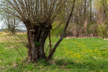 Wiosna w Dolinie Górnej Narwi, Podlasie, Polska