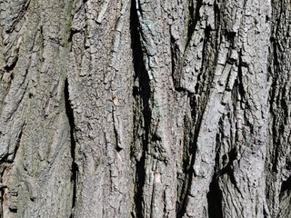 Bark of tree