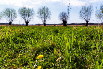 Wiosna w Dolinie Górnej Narwi, Podlasie, Polska © podlaski49