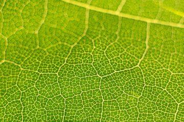 green leaf structure in macro