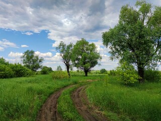 country road in a field among trees and tall green grass against a blue sky with stormy and gloomy clouds