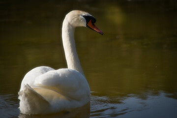 Ein weißer Schwan posiert im See und spiegelt sich auf der Wasserobfläche