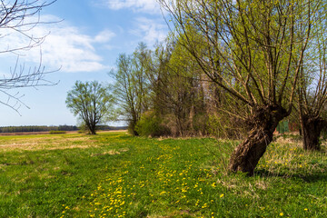 Wiosna w Dolinie Górnej Narwi, Podlasie, Polska