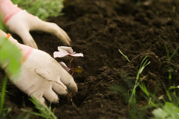 Close up farmer plant basil. Agriculture concept. Ecology awareness. Fresh products