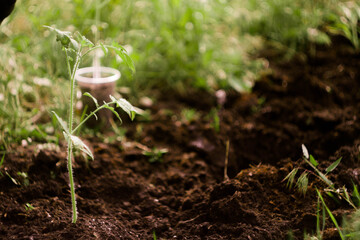 Planting tomato sprout outdoor banner. Plowed soil. Agriculture concept. Copy space.