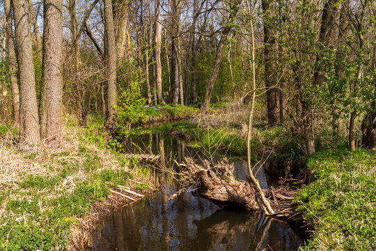 Wiosna w Dolinie G&oacute;rnej Narwi, Podlasie, Polska